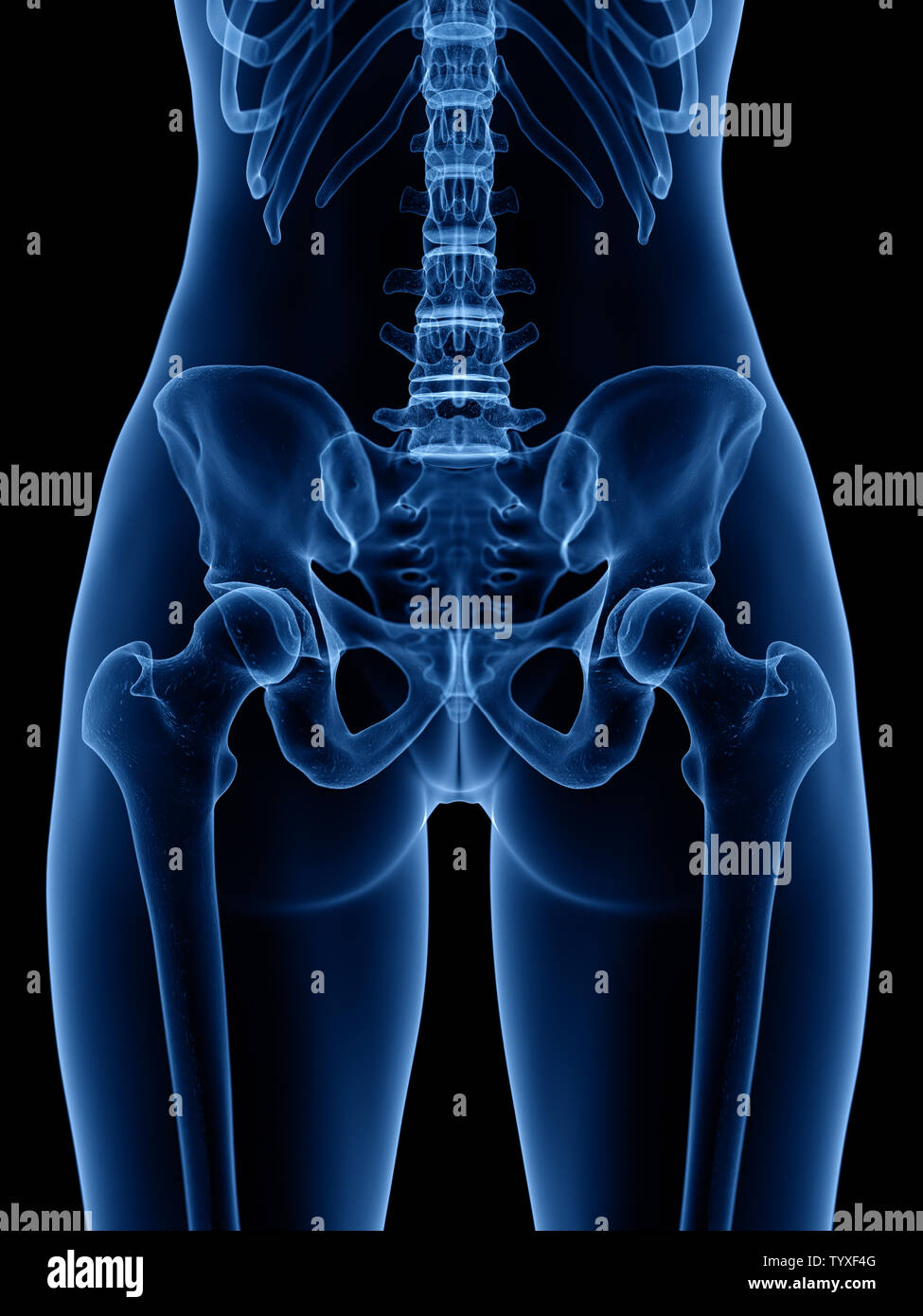 3d rendered medically accurate illustration of the skeletal Stock Photo ...