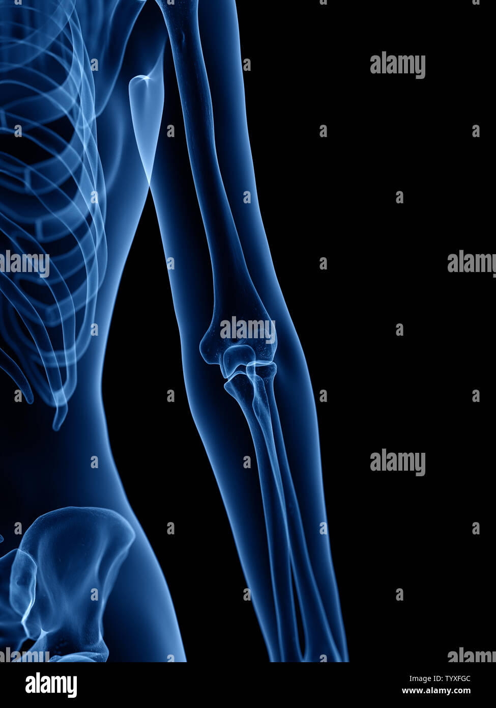 3d rendered medically accurate illustration of the skeletal Stock Photo ...