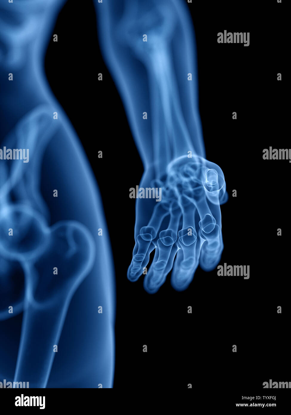 3d Rendered Medically Accurate Illustration Of The Skeletal Stock Photo