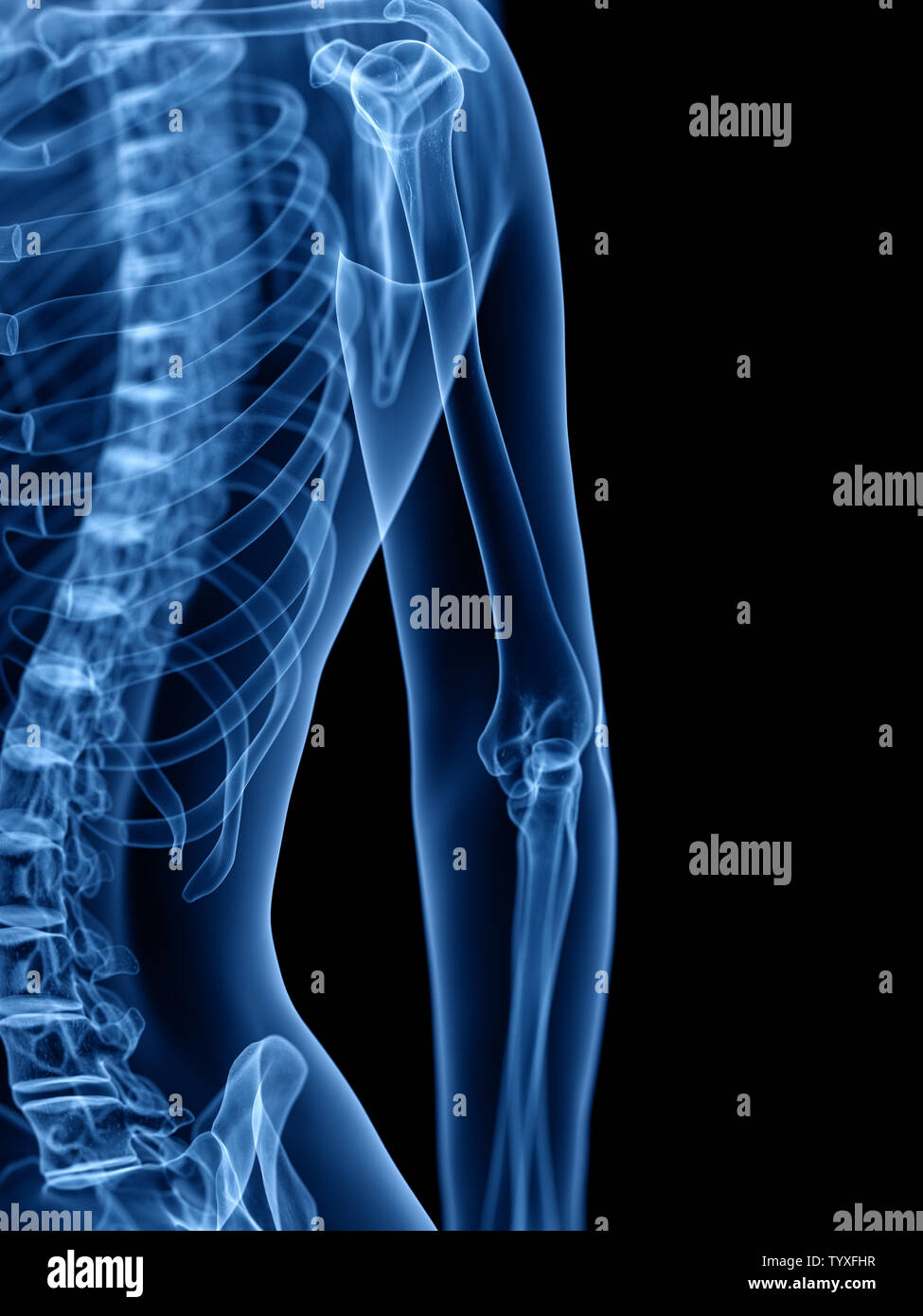 3d rendered medically accurate illustration of the skeletal Stock Photo ...