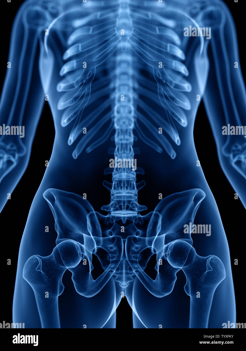 3d rendered medically accurate illustration of the skeletal Stock Photo ...