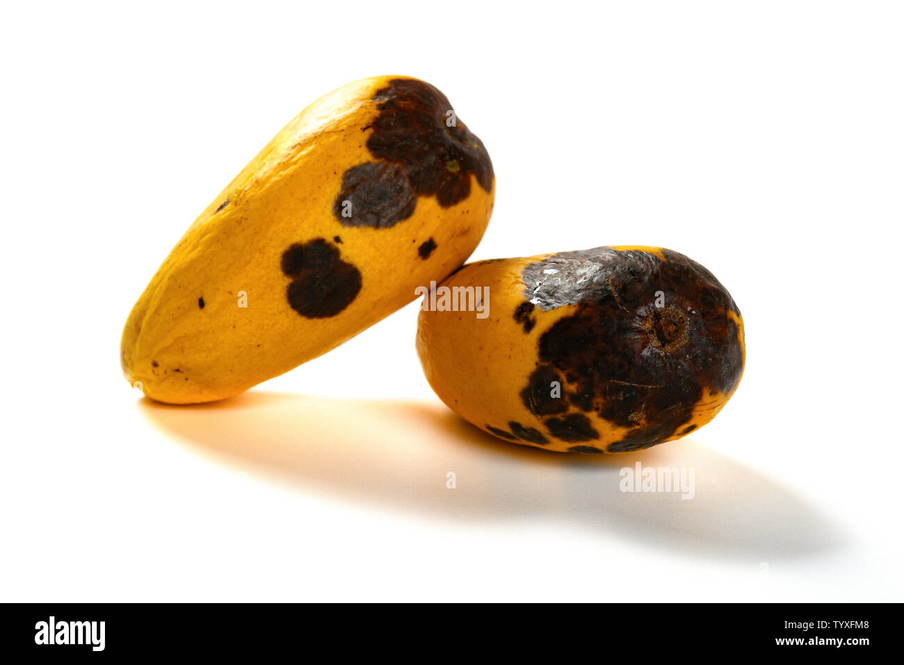 Mango Fruits Ripen And Rotten On A White Background Stock Photo - Download  Image Now - iStock