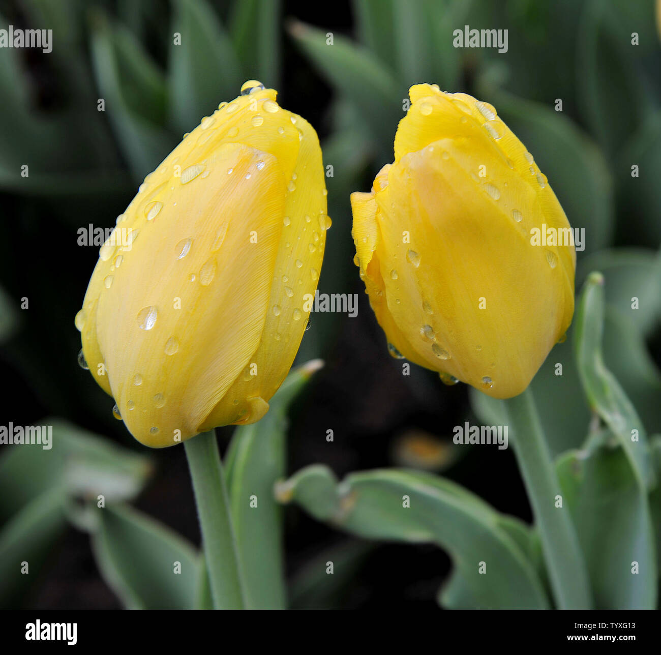 Pretty tulip flowers Stock Photo
