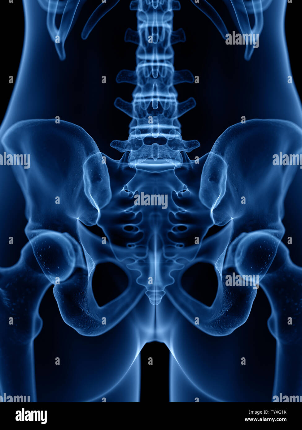 3d rendered medically accurate illustration of the skeletal Stock Photo ...