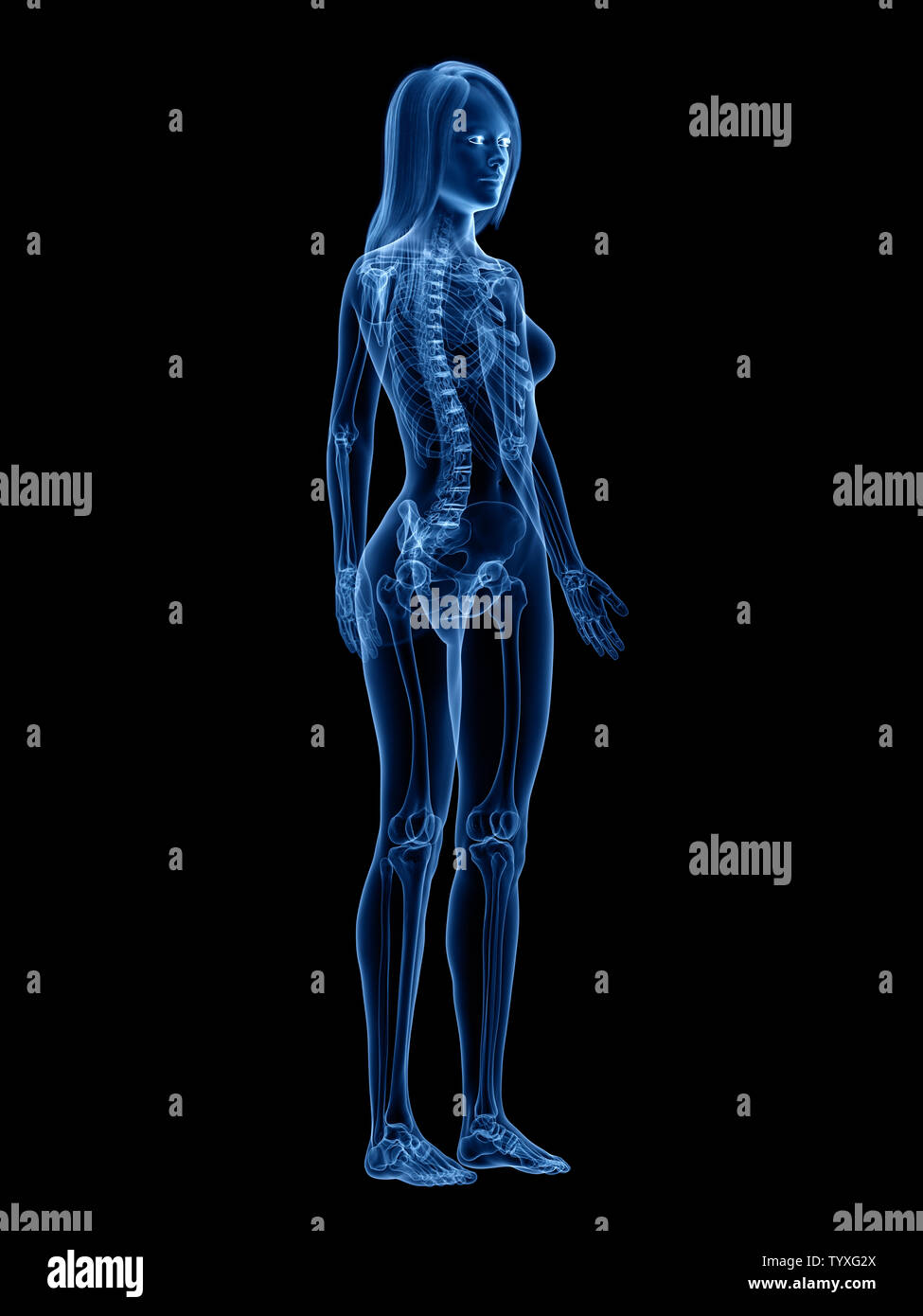 3d rendered medically accurate illustration of the skeletal Stock Photo ...