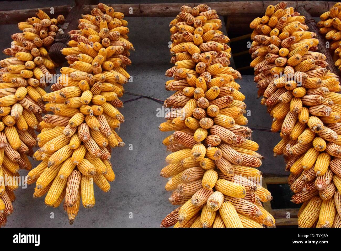 Baogu Corn Stock Photo Alamy