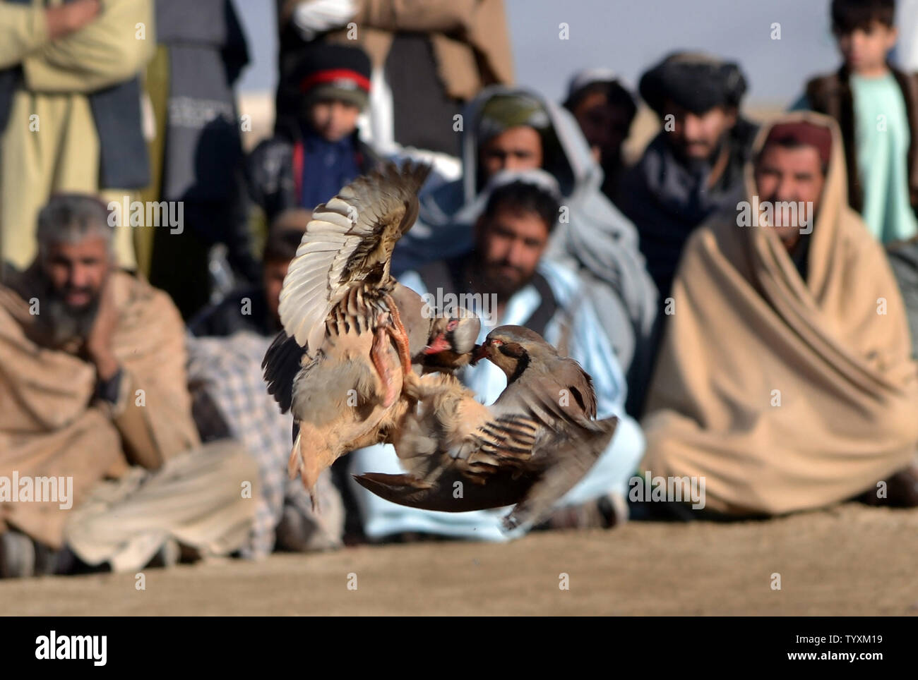 Spectators watch as two Red-legged partridge fight during an organized ...