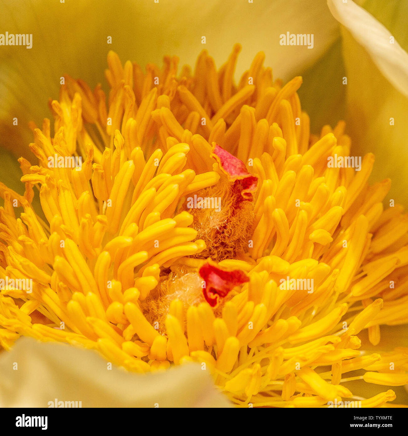 Close-up of the yellow stamens of the white petalled peony Paeonia Starlight. Stock Photo