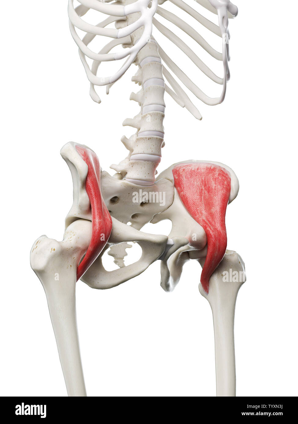 Ilium PSOAS