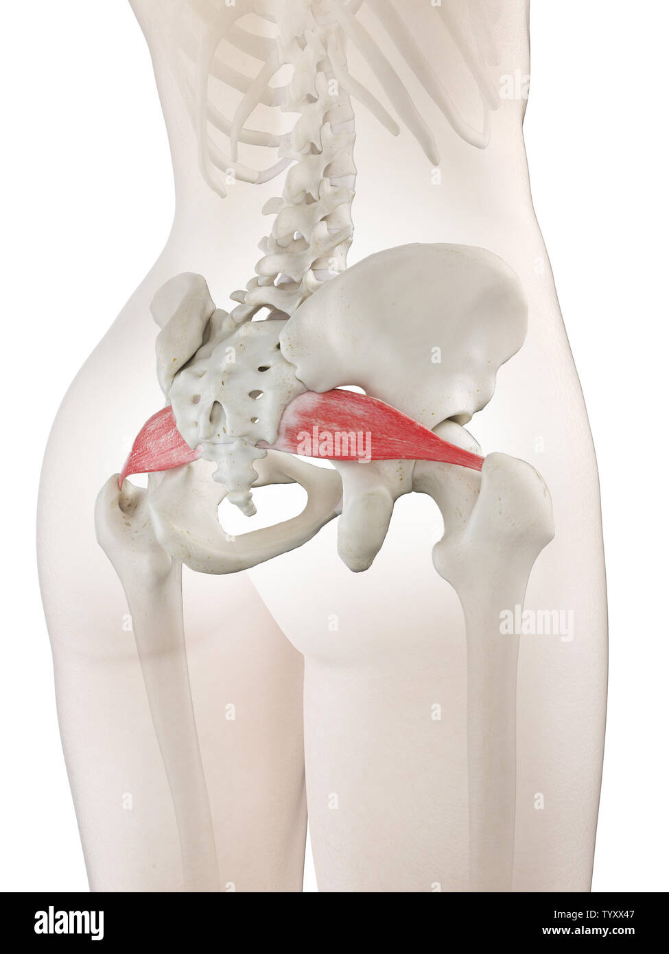 Piriformis Insert Piriformis muscle hi-res stock photography and images - Alamy