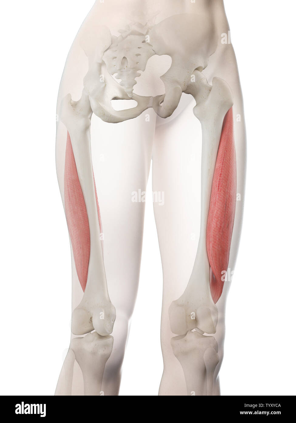 3d rendered medically accurate illustration of a womans Vastus Lateralis Stock Photo