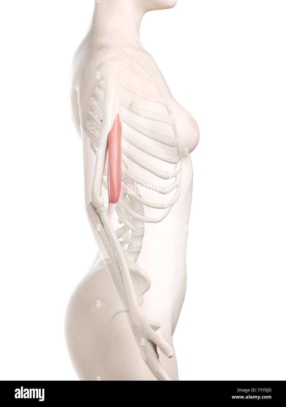 3d rendered medically accurate illustration of a womans Biceps Stock ...