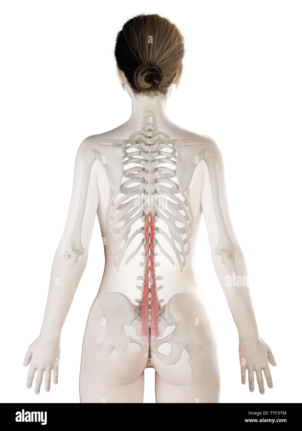 3d rendered medically accurate illustration of a womans Multifidus Stock Photo