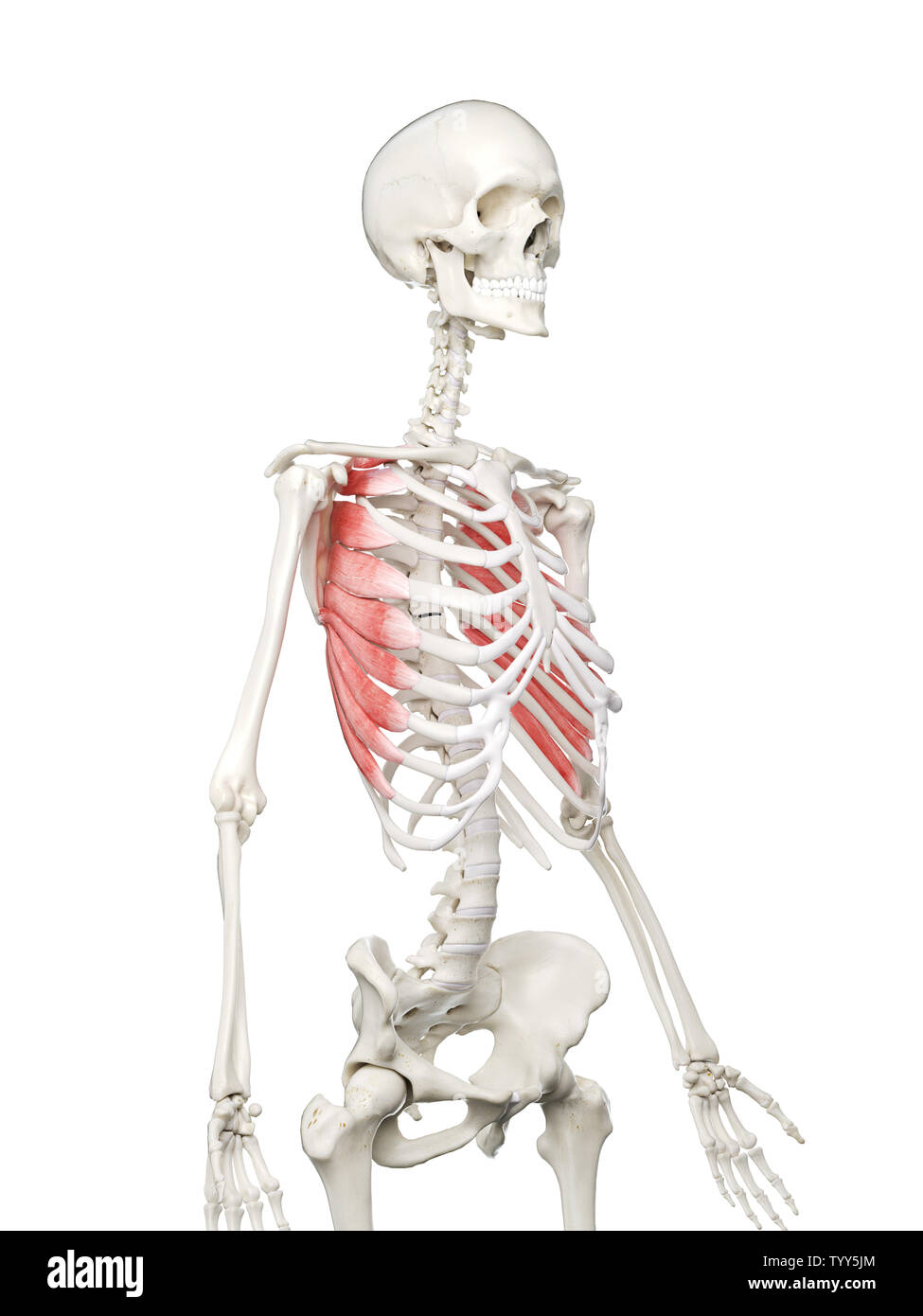 3d rendered medically accurate illustration of a womans Serratus Anterior Stock Photo