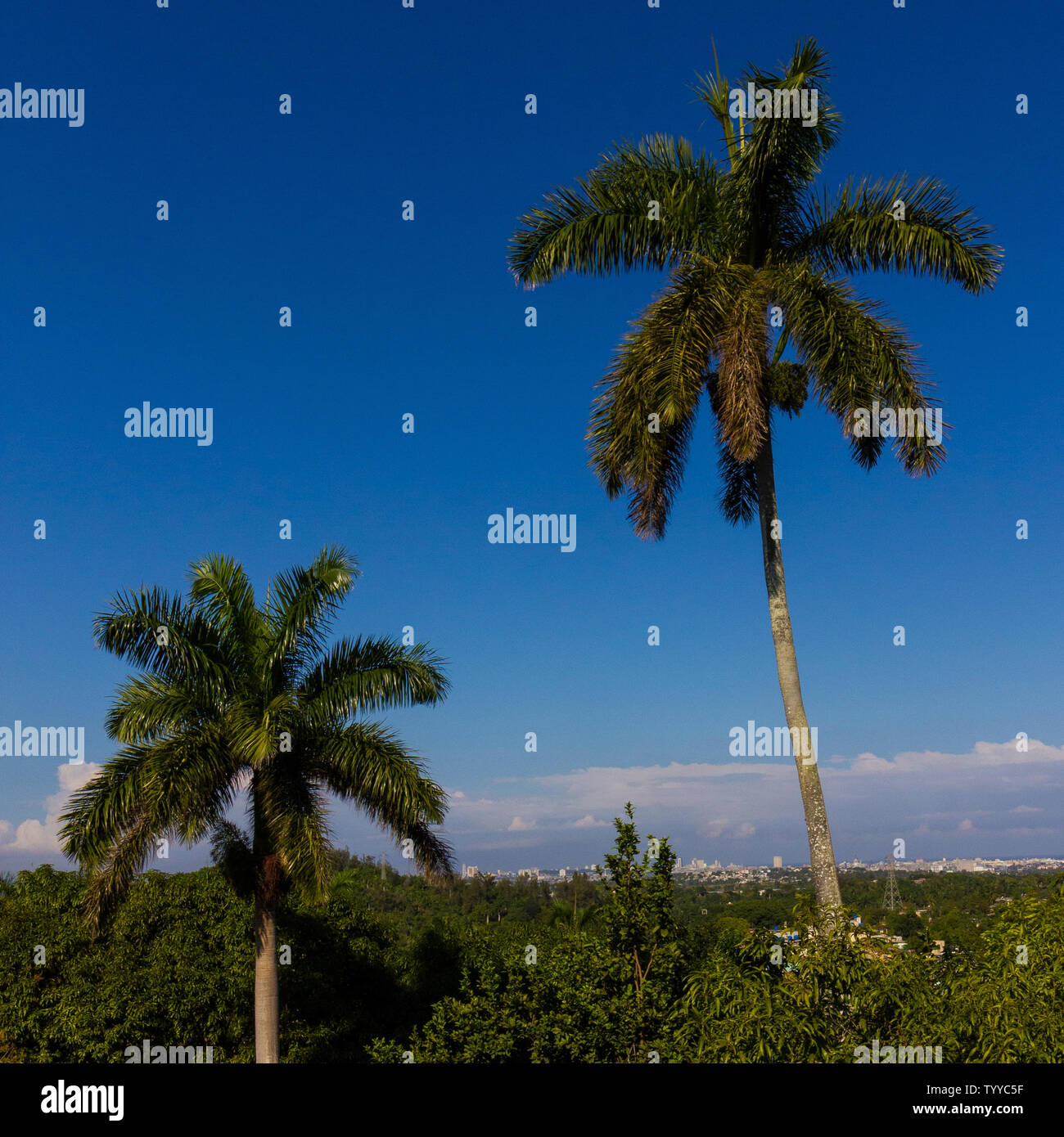 Palm Trees and Sky in Cuba Stock Photo