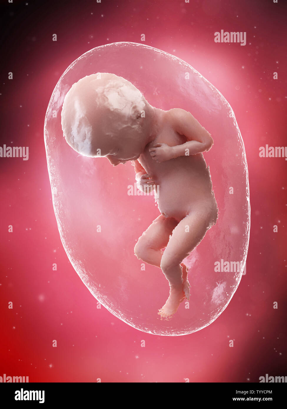 3d rendered medically accurate illustration of a fetus - week 32 Stock Photo