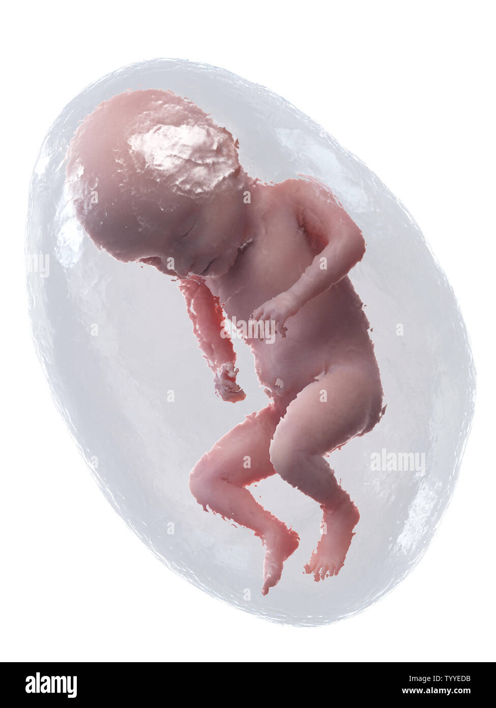 Human fetus month hi-res stock photography and images - Alamy