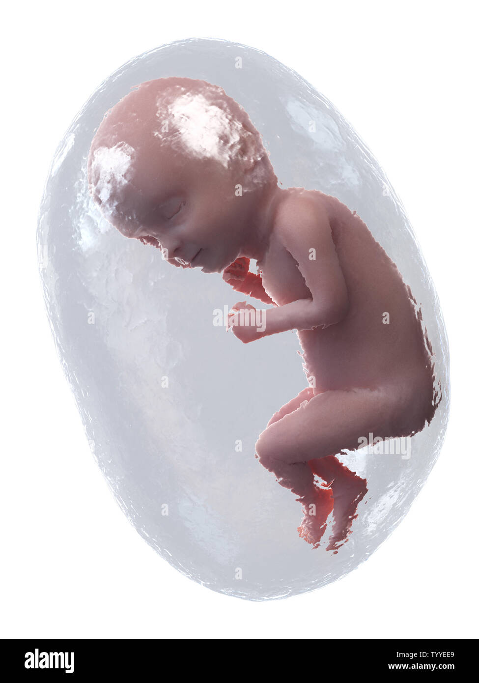 Pregnant illustration week 33 hi-res stock photography and images - Alamy