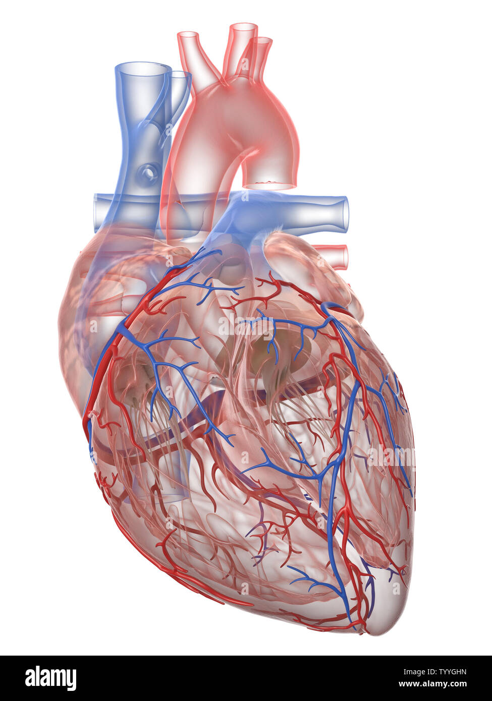 3d rendered medically accurate illustration of the human heart anatomy ...