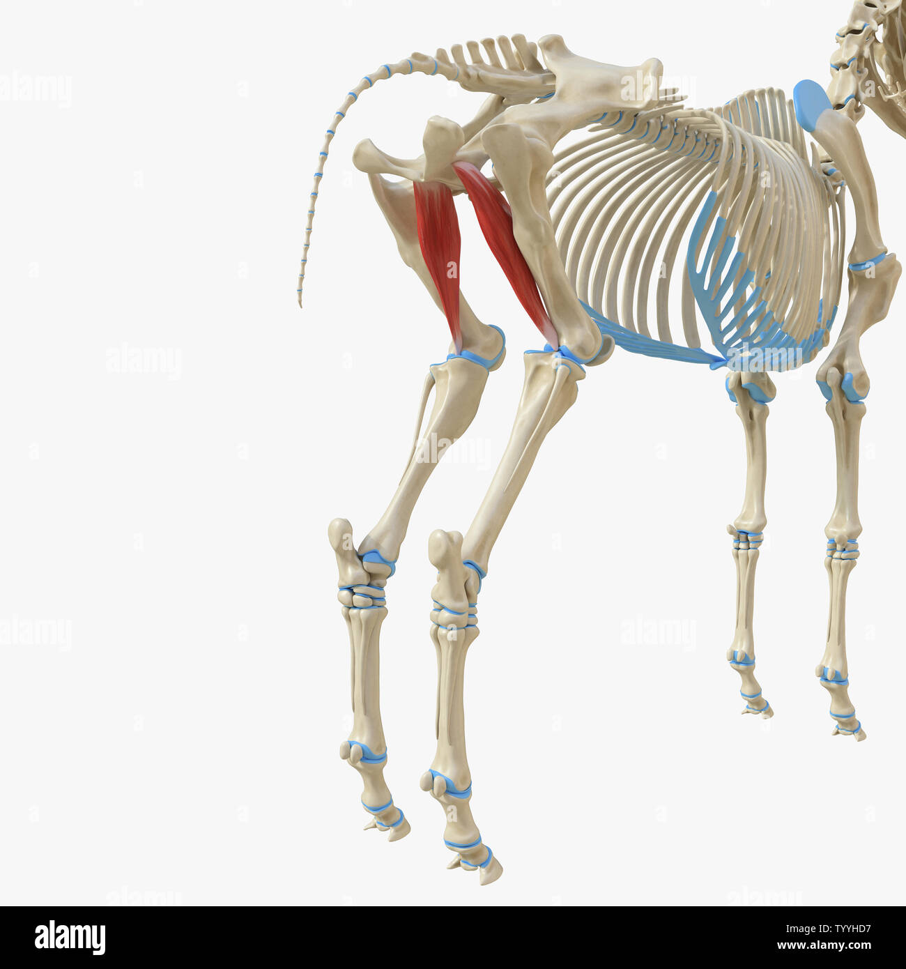 3d rendered medically accurate illustration of the equine muscle ...
