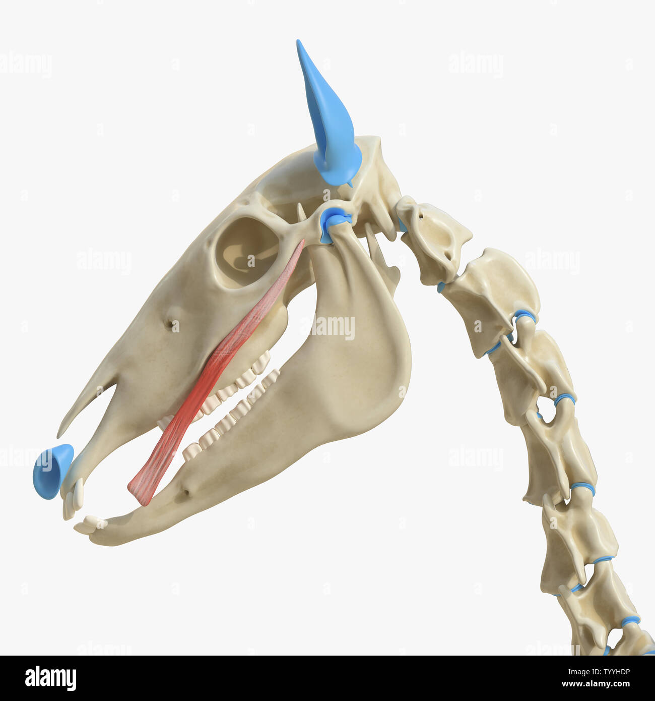 3d rendered medically accurate illustration of the equine muscle ...