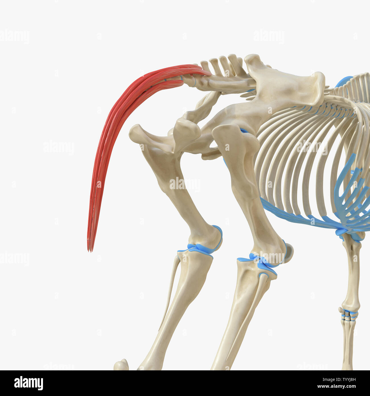 3d rendered medically accurate illustration of the equine muscle ...