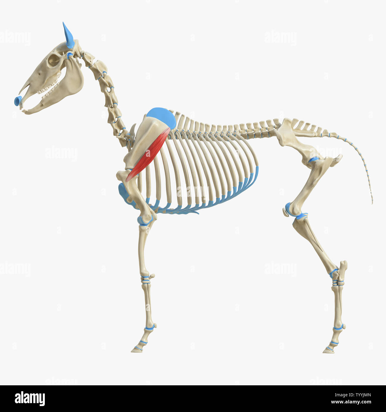 3d rendered medically accurate illustration of the equine muscle anatomy - Deltoideus Stock Photo