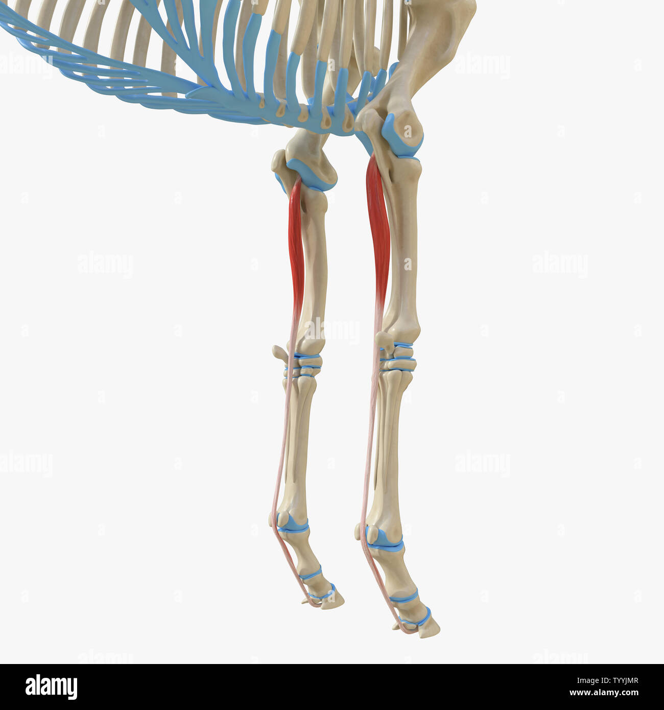 3d rendered medically accurate illustration of the equine muscle anatomy - Deep Digital Flexor Stock Photo