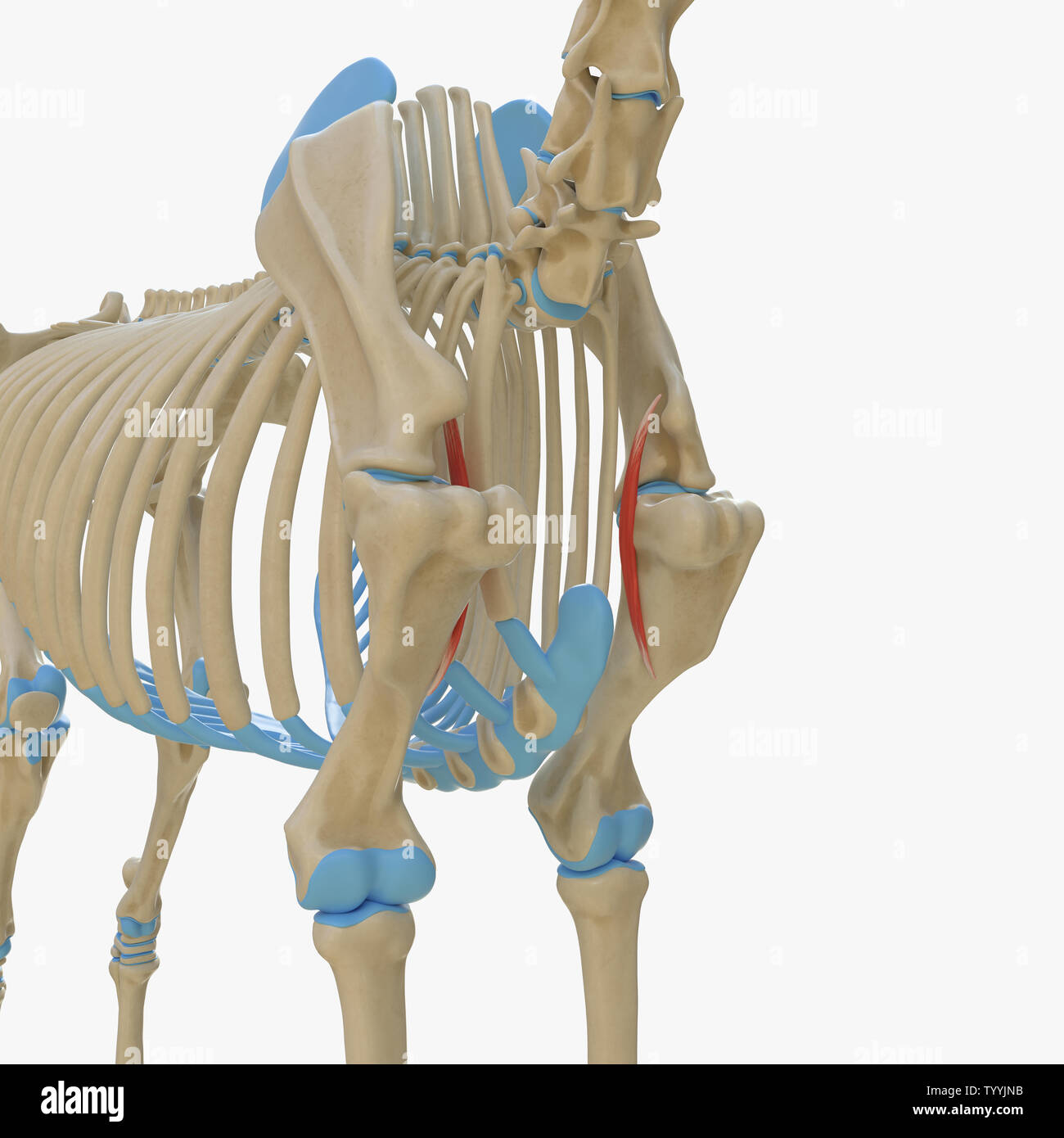 3d rendered medically accurate illustration of the equine muscle ...