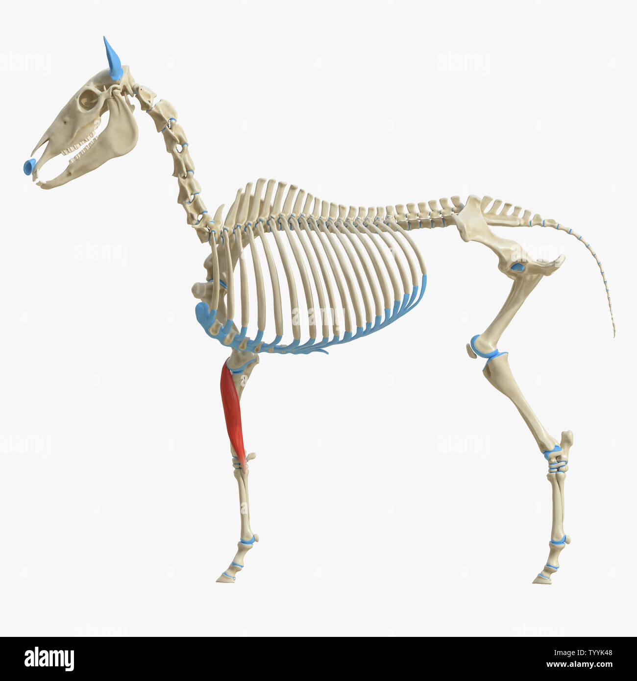 3d rendered medically accurate illustration of the equine muscle ...
