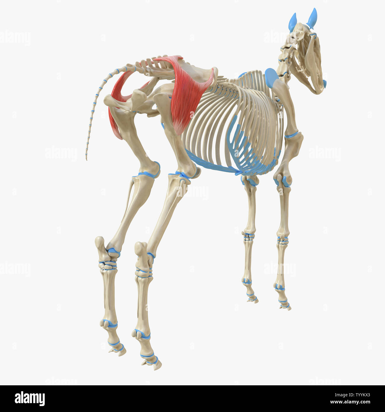 3d rendered medically accurate illustration of the equine muscle ...