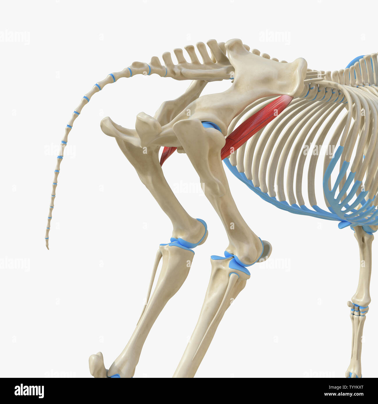 3d rendered medically accurate illustration of the equine muscle ...