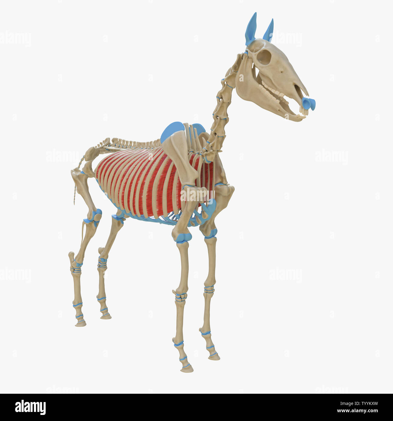 3d rendered medically accurate illustration of the equine muscle ...