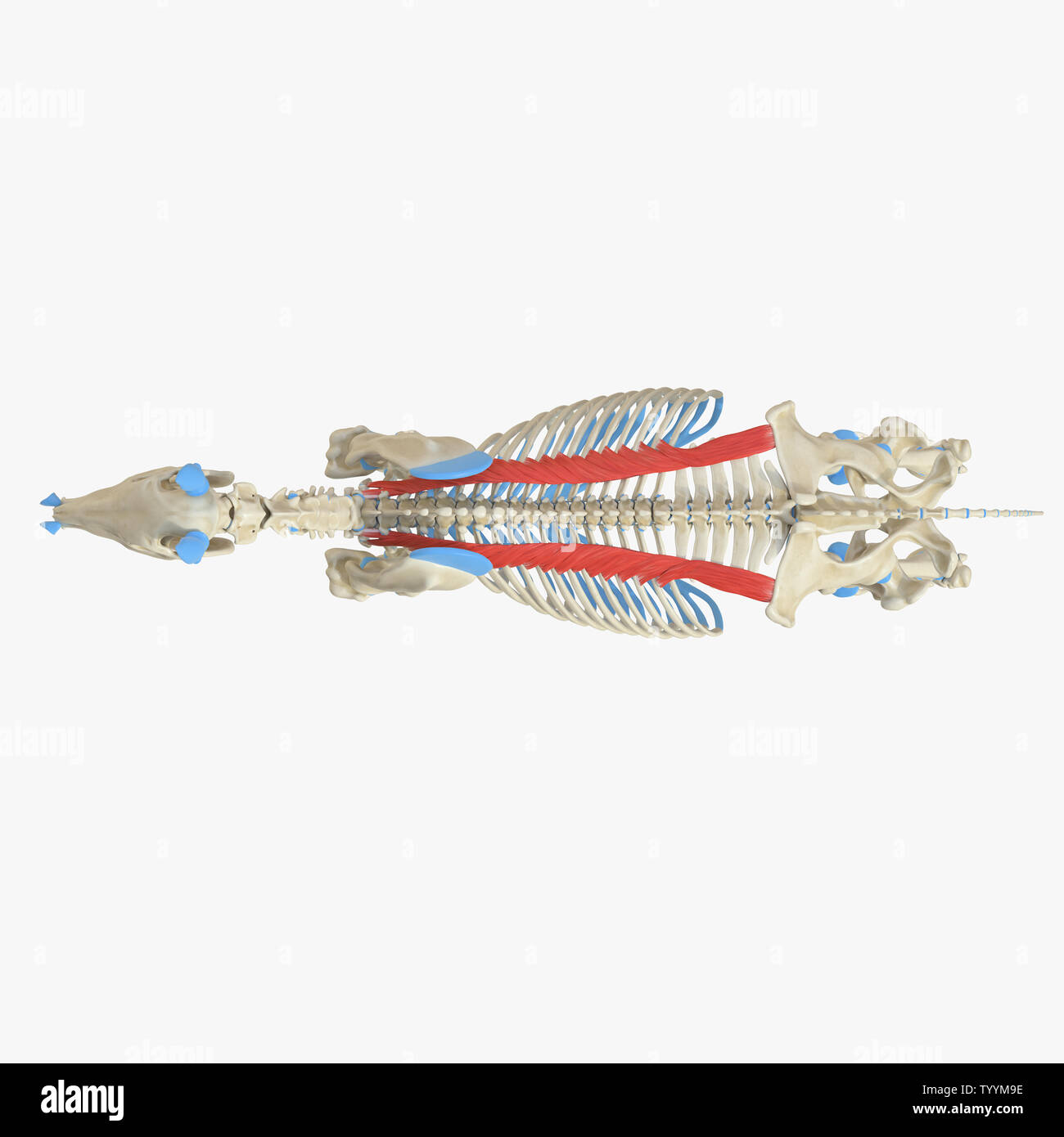 3d rendered medically accurate illustration of the equine muscle ...