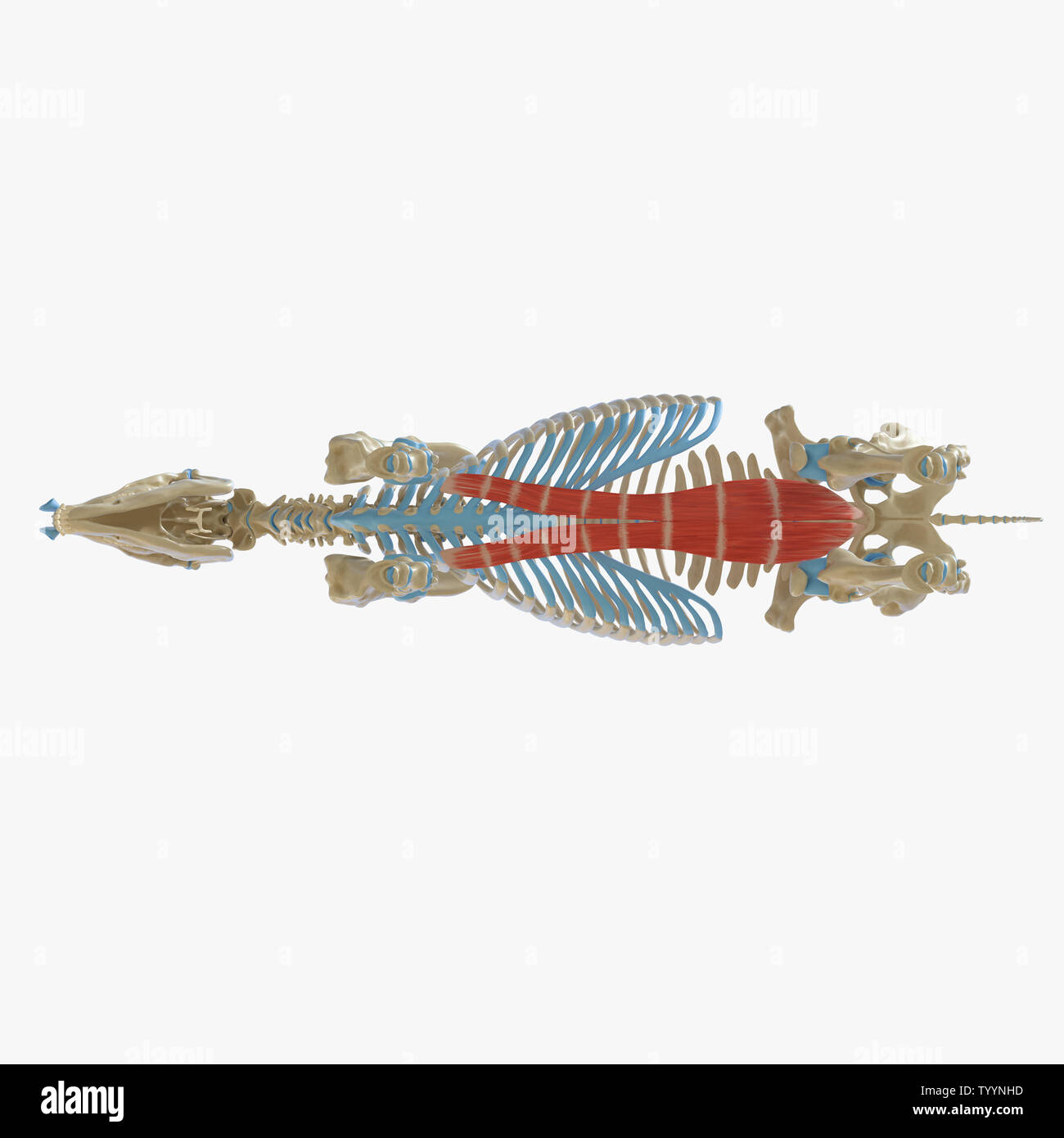 3d rendered medically accurate illustration of the equine muscle ...