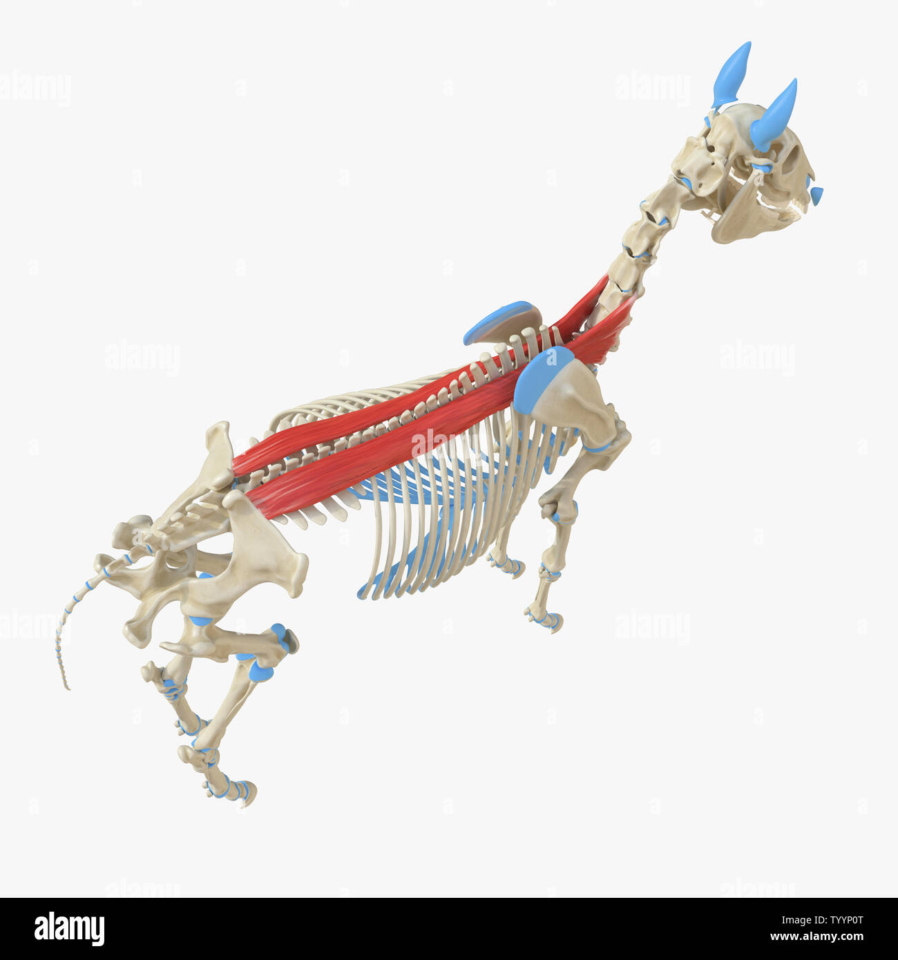 3d rendered medically accurate illustration of the equine muscle ...