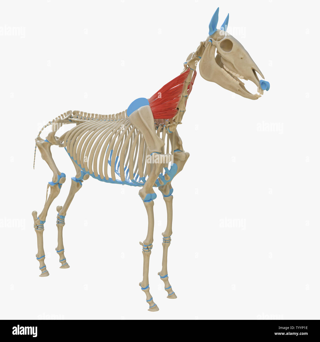 3d rendered medically accurate illustration of the equine muscle