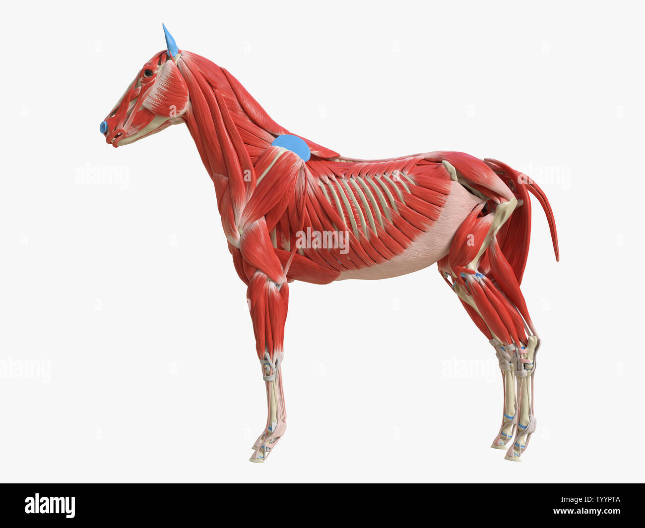 3d rendered medically accurate illustration of the equine muscle
