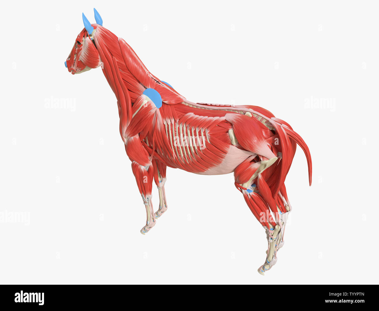 3d rendered medically accurate illustration of the equine muscle