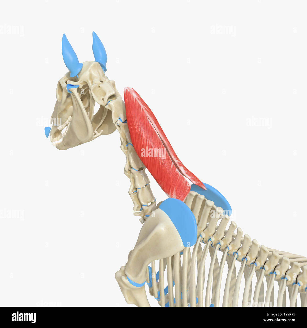 3d rendered medically accurate illustration of the equine muscle ...