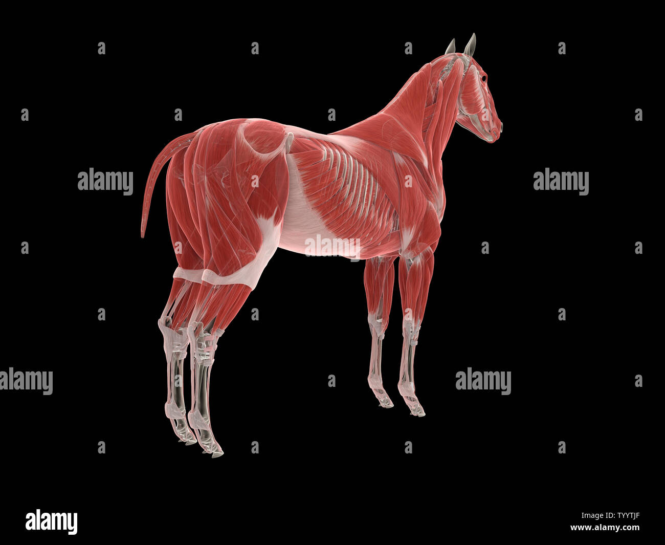 3d rendered medically accurate illustration of the horse muscle system