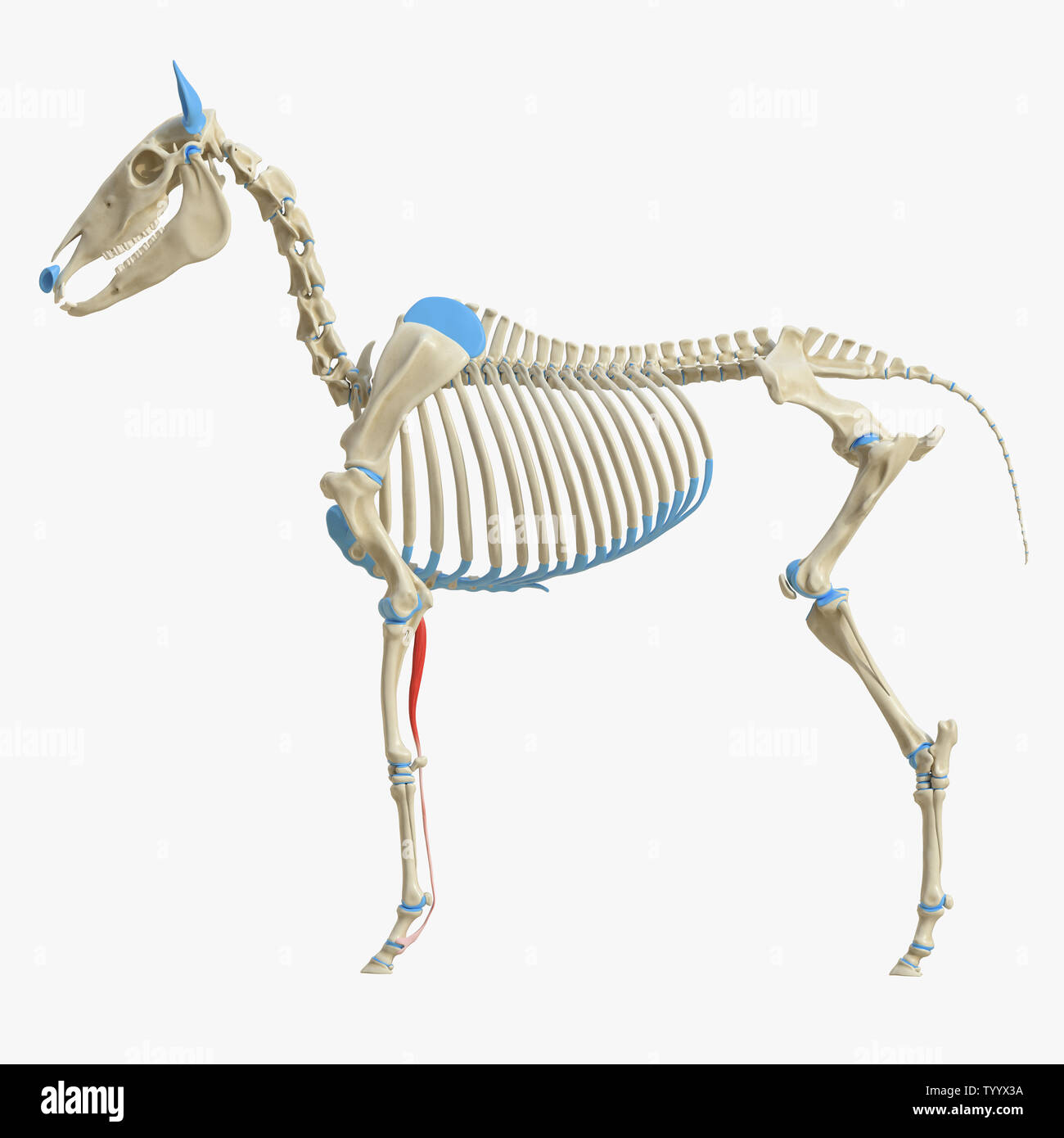 3d rendered medically accurate illustration of the equine muscle