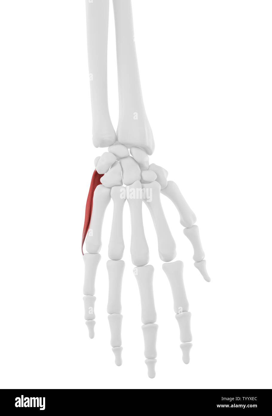 3d rendered medically accurate illustration of the Abductor Digiti