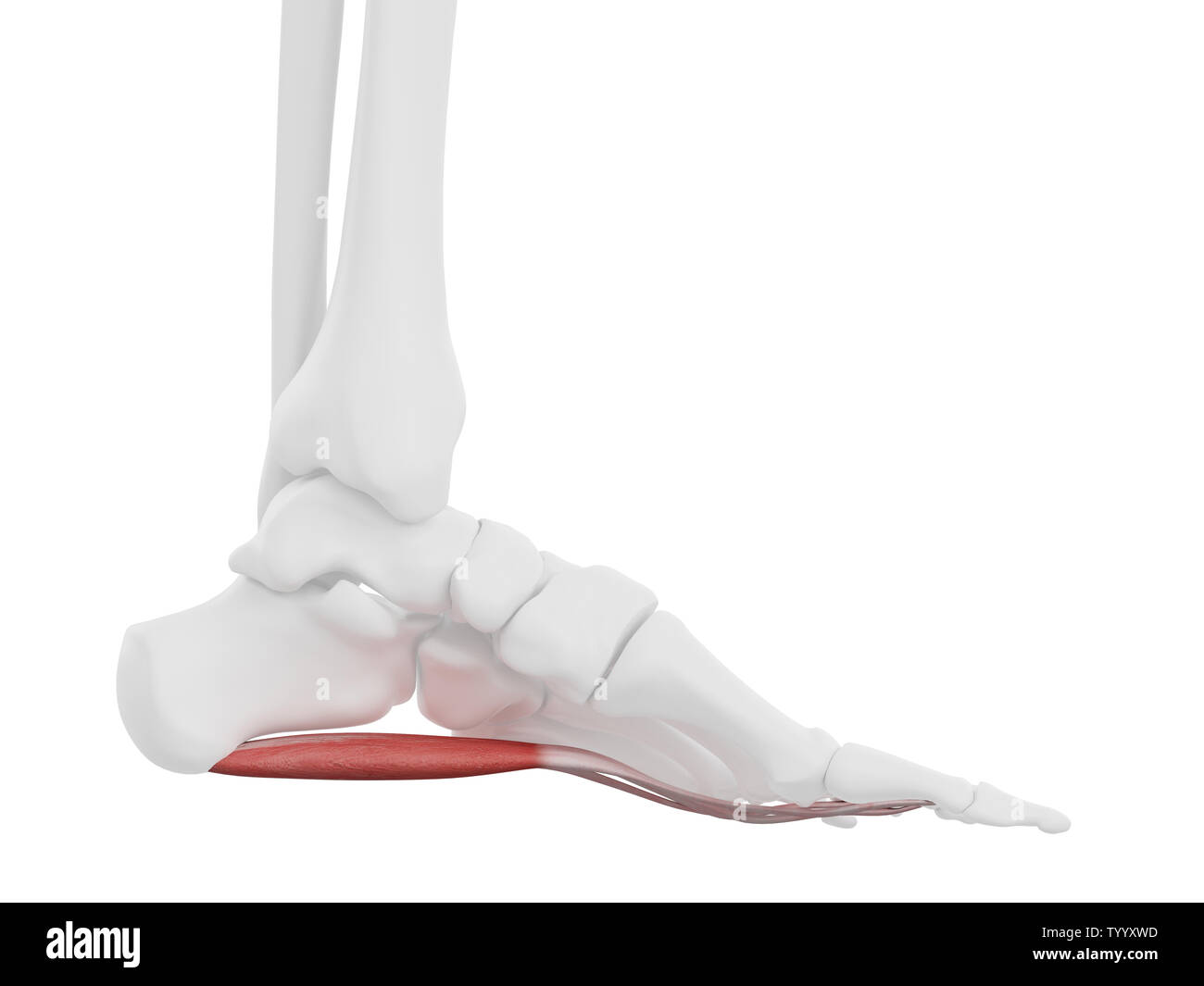 Flexor digitorum brevis hi-res stock photography and images - Alamy