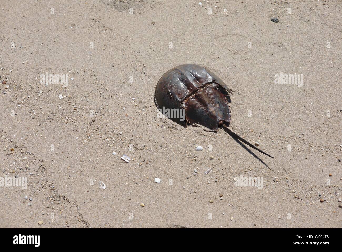 Horseshoe crab (Limulus polyphemus) on a Delaware beach Stock Photo Alamy
