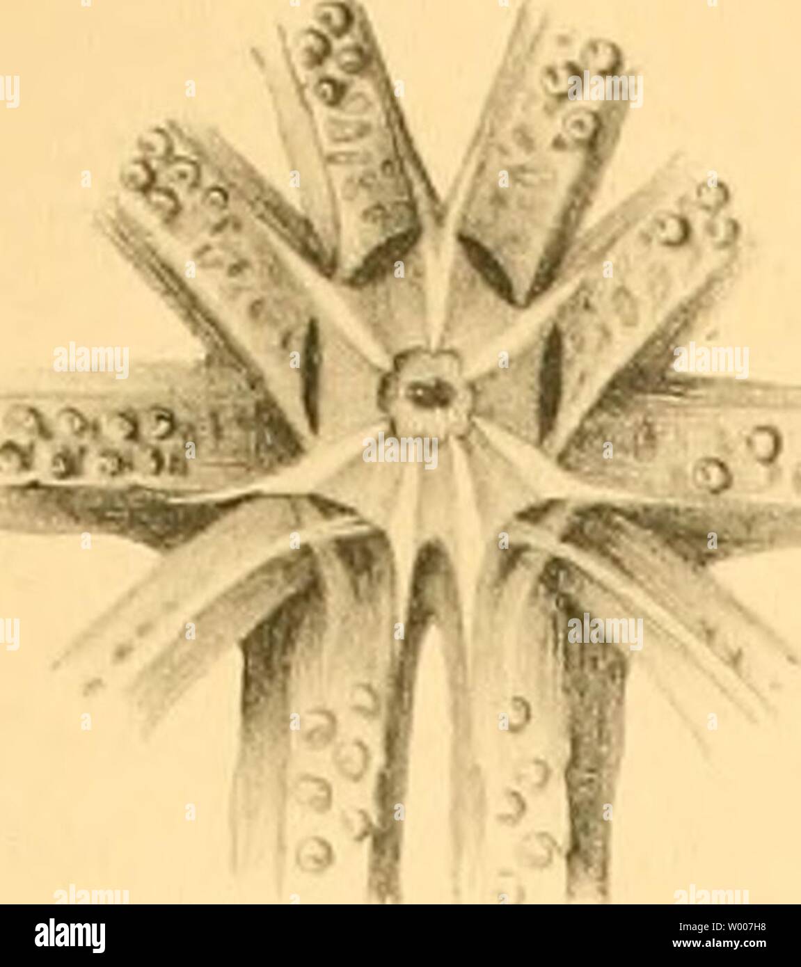 Archive image from page 10 of Die Cephalopoden der Plankton-Expedition . Die Cephalopoden der Plankton-Expedition : Zugleich eine monographische Übersicht der Oegopsiden Cephalopoden  diecephalopodend13pfef Year: 1912  Plankton-Expedition F. a. Tafel 1. Stock Photo