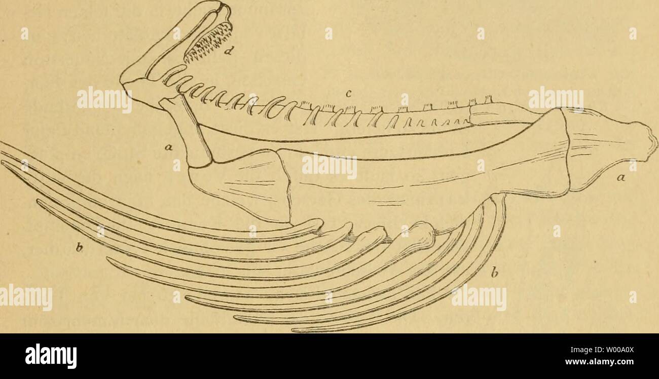 Archive image from page 18 of Die Fische der Ostsee (1883). Die Fische der Ostsee  diefischederosts00mb Year: 1883  Der K i einen de c kel der Knochenfische besteht aus vier Stücken; aus dem Hauptdeckel (Fig 7 z), Vorderdeckel (Fig. 7 s), Unterdeckel (Fig. 7 u) und Zwischendeckel (Fig. 7 v). Der Kiemen- deckel wird untön noch vergröfsert durch eine zwischen grätenförmigen Knochen ausgespannte Haut. Diese Knochen heifsen Kiemen- hautstrahlen (Fig. 10 b). ¥i&lt;j. 10.    Ein Theil des Zungenbein- und Kiemengerüstes des Dorsches, a bis a Der rechte Bogen des Zungenbeins, b bis b die sieben Kiemen Stock Photo