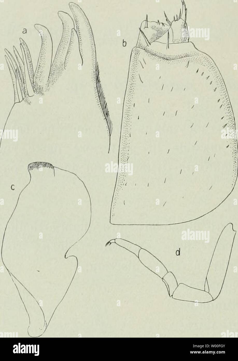 Archive image from page 29 of Die Fauna Südwest-Australiens; Ergebnisse, hrsg. Die Fauna Südwest-Australiens; Ergebnisse, hrsg. von W. Michaelsen und R. Hartmeyer  diefaunasdwest04hamb Year: 1907  22 G. BUDDE-LUND, Unicolor, obscure brunneus. Long. c. 10 mm, lat. 5,5 mm. Fundnotiz: Stat. 91, Mount Robinson bei Kalgoorlie; l.VII. 05 (1 ?). AnnadiUo (Buddelundia) sulcatus n. sp. (Taf. I, Fig. 11—13.) Fig. III. Superficies laevis, nitida, puncta- tissima. Epistoma transverse divisum; pars superior reflexa, fronti adcreta nisi in angulis externis libera, mar- gine superiore irregulariter sinuato o Stock Photo