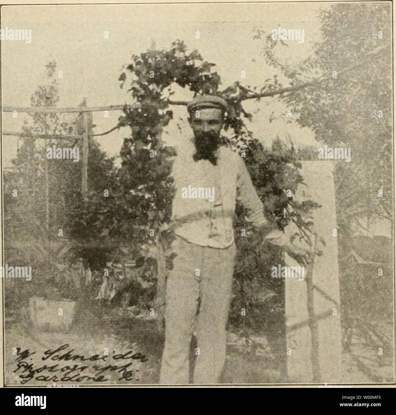 Archive image from page 37 of Die Gartenwelt (1897) Stock Photo