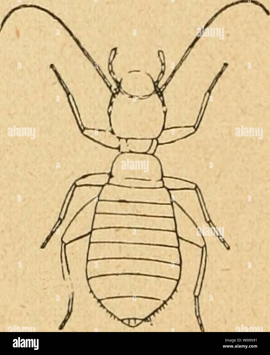 Archive image from page 39 of Die forstinsekten Mitteleuropas Ein lehr-. Die forstinsekten Mitteleuropas. Ein lehr- und handbuch  dieforstinsekten02esch Year: 1914  A B Abb. 21. HolzlÃ¤use. A Eine Psocide, B Troctes divinatorius MÃ¼ll. Stark vergr. Aus Silvestri. haben sie Balken, Treppenpfosten zerstÃ¶rt, sie sind ferner in Bibliotheken ein- gedrungen und haben dort die BÃ¼cher bis auf die Ã¤uÃersten Teile der EinbÃ¤nde ausgefressen usw. In den tropischen LÃ¤ndern hilft mau sich gegen die Termitengefahr haupt- sÃ¤chlich durch prophylaktische MaÃnahmen (mÃ¶glichst weitgehende Ver- wendung von Stock Photo